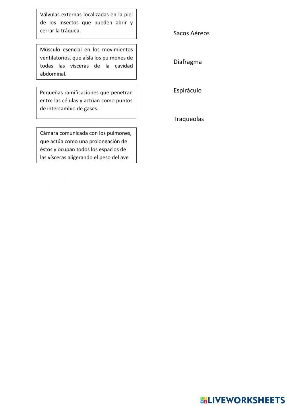 Tipos de Respiración