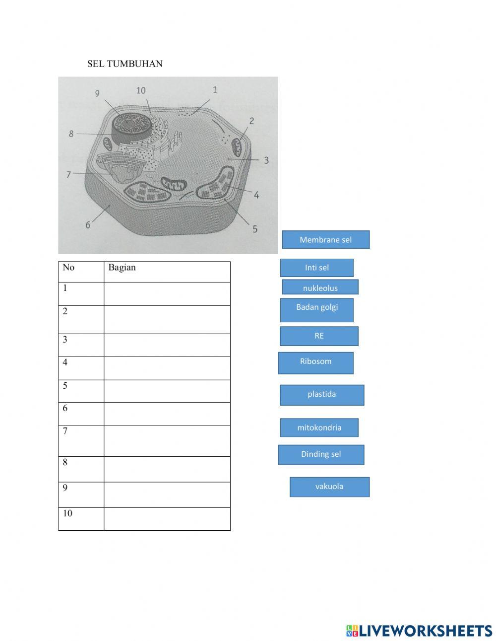 Sistem Organisasi Kehidupan