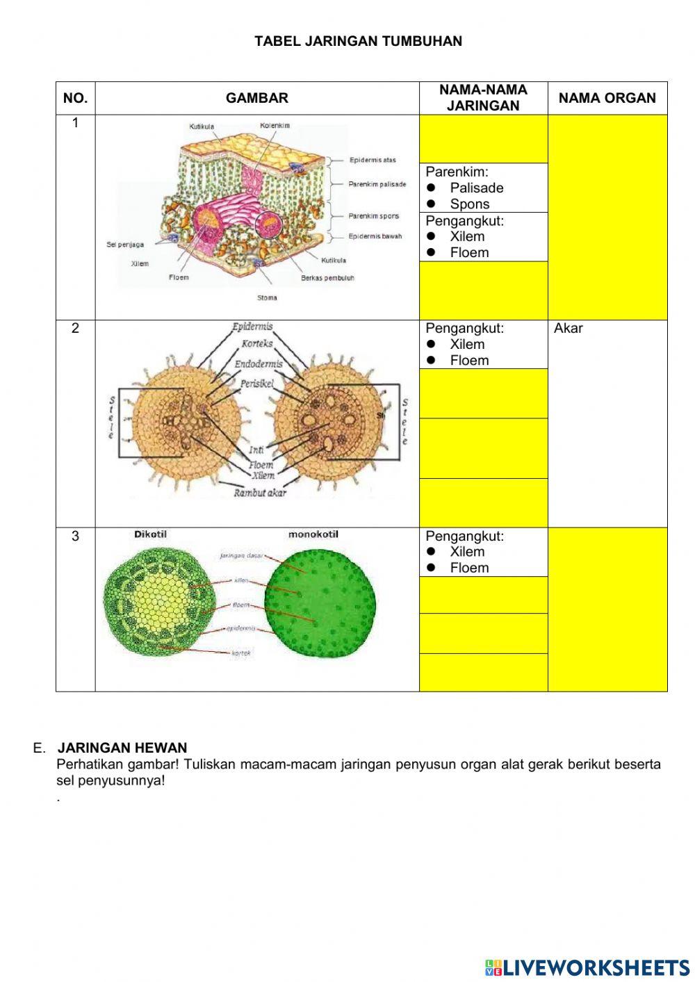 Organisasi Kehidupan