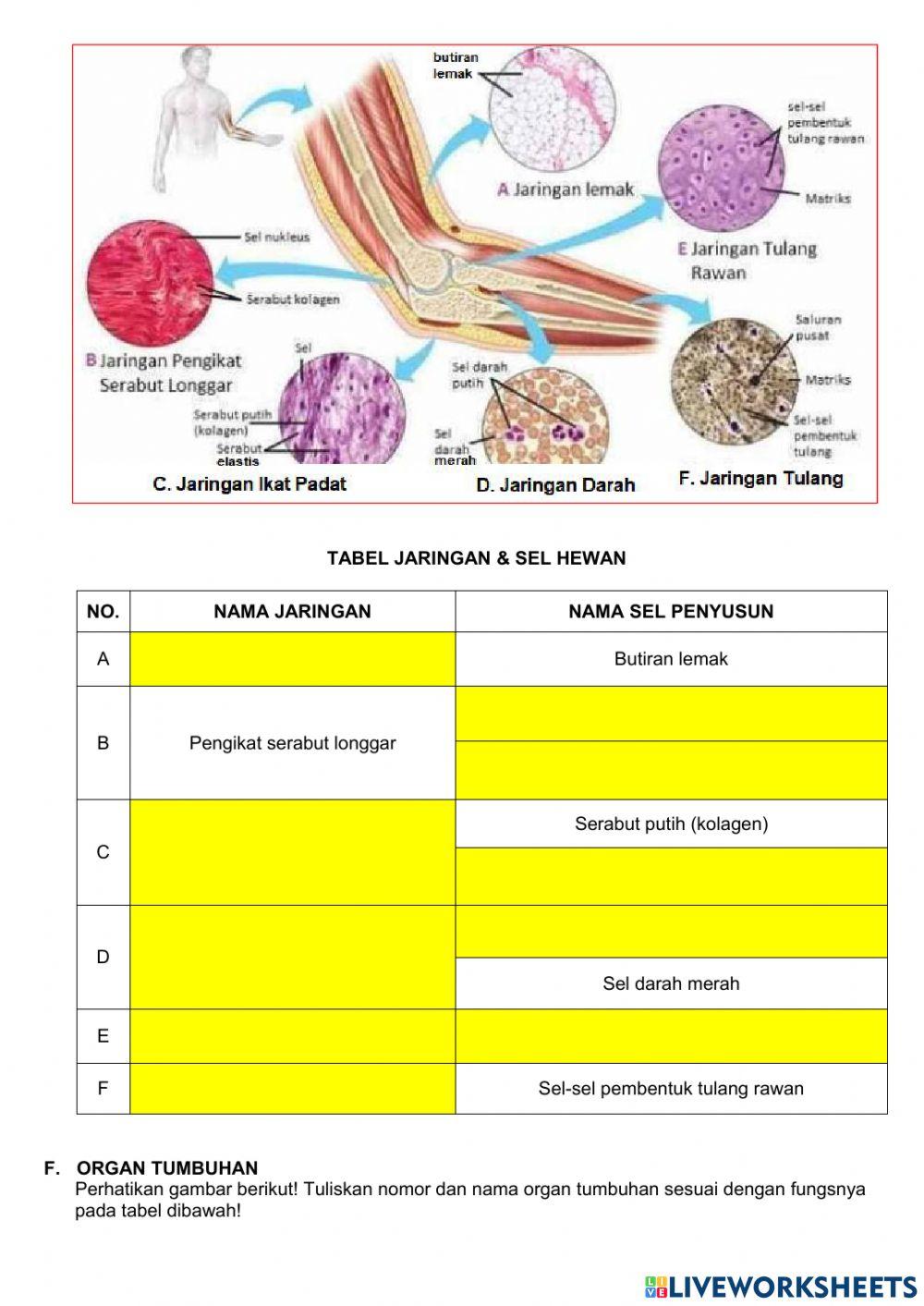 Organisasi Kehidupan
