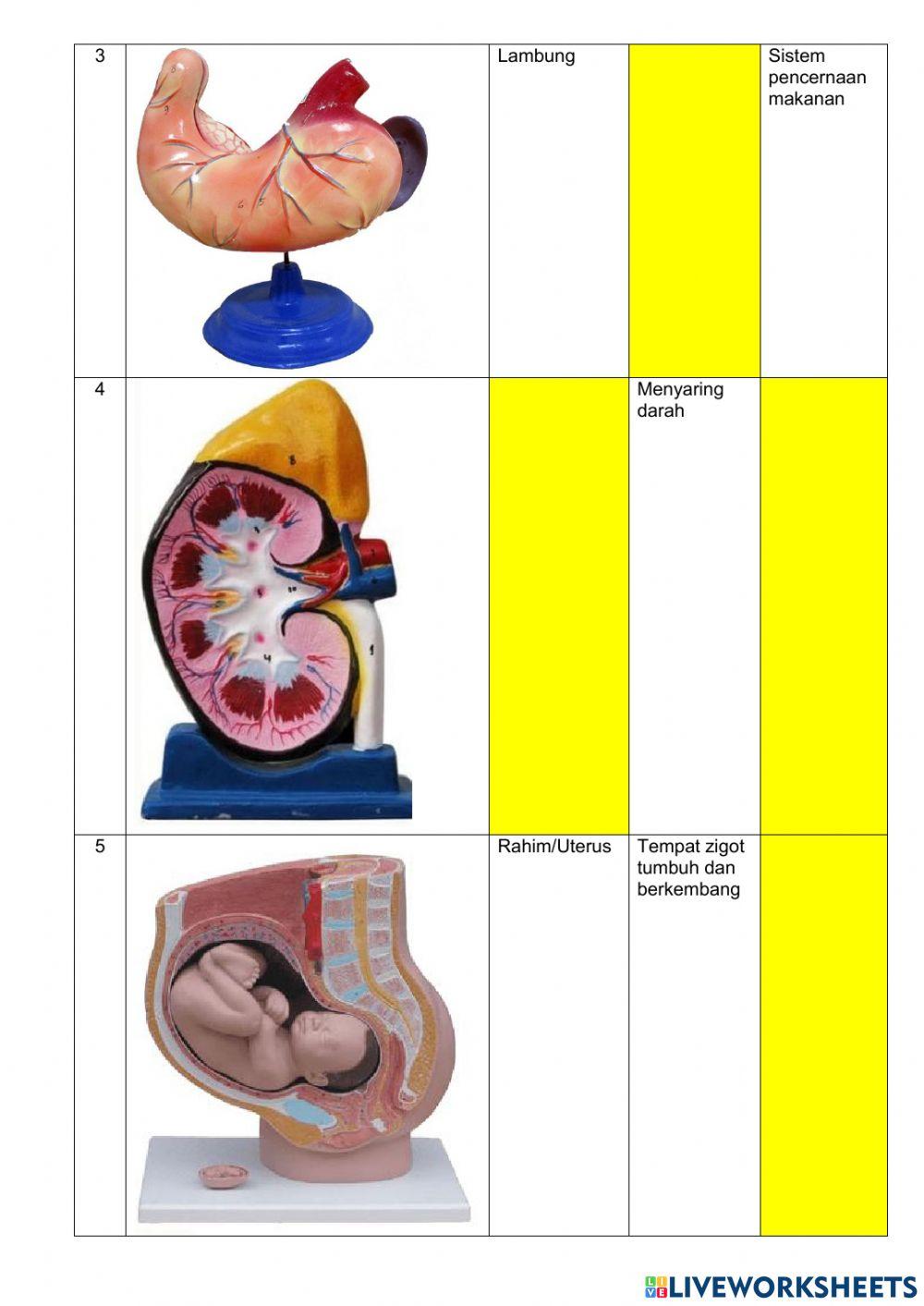 Organisasi Kehidupan