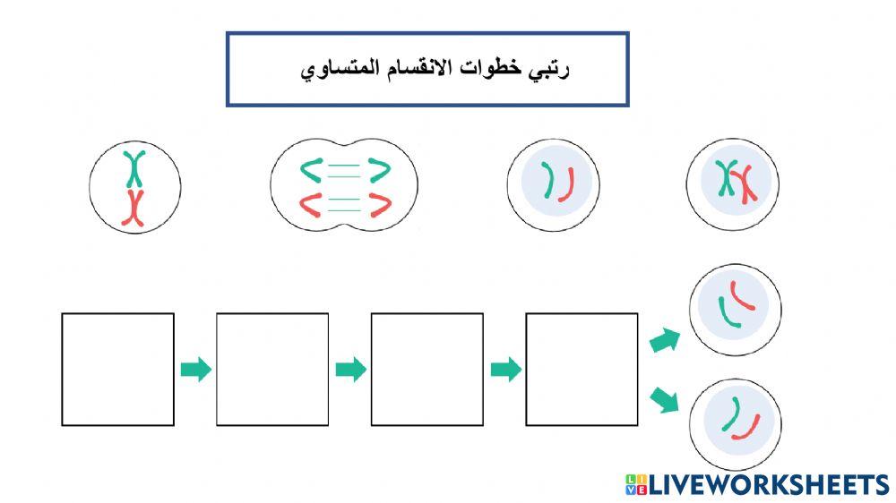 الانقسام المتساوي