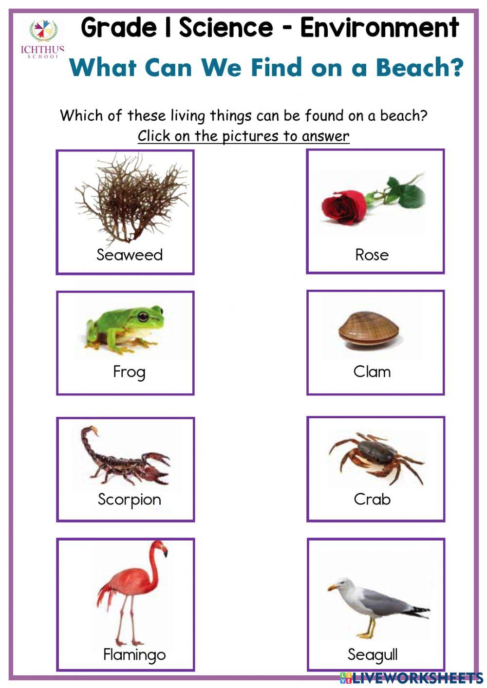 Beach Habitat Beach Habitat