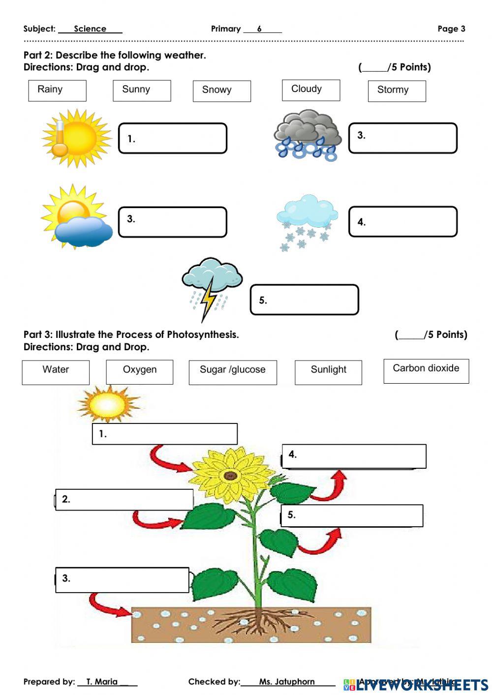 Midterm Exam - S2 -Primary 6