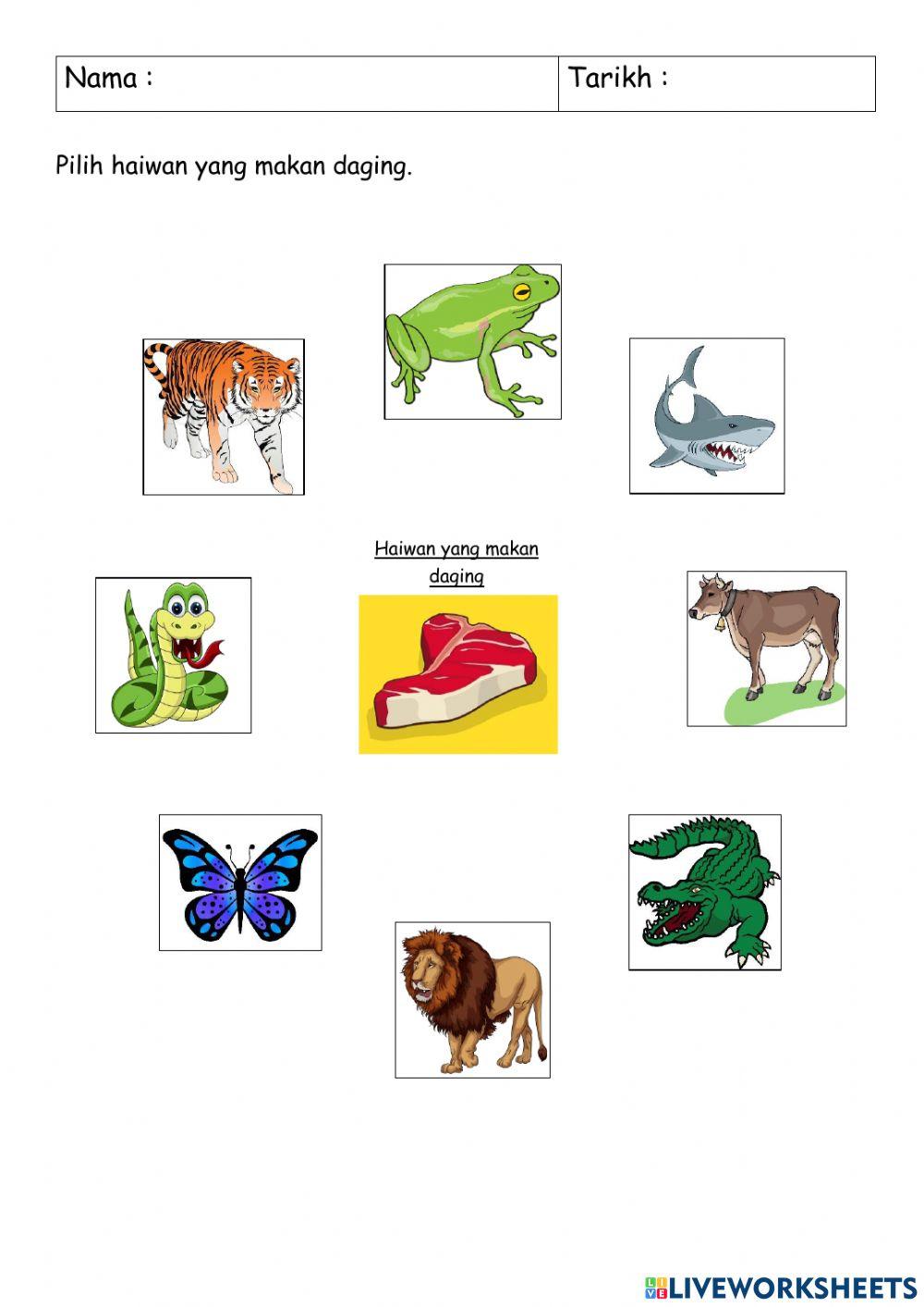 Haiwan yang makan daging - Karnivor