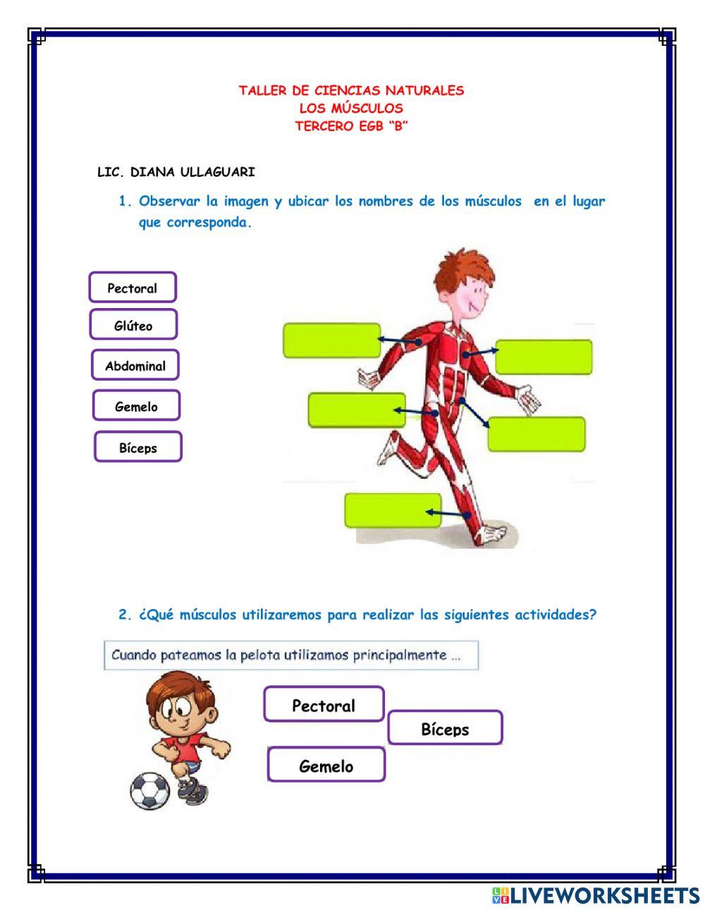 Ciencias naturales -Los  músculos