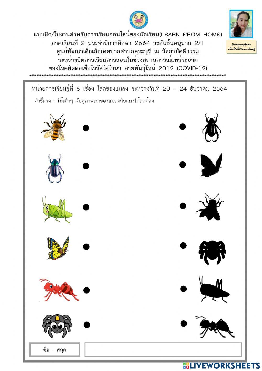 จับคู่ภาพกับเงา แมลงและแมง