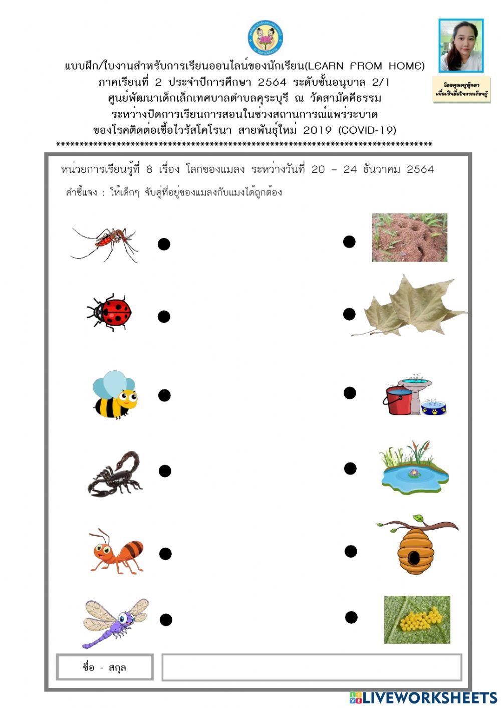 จับคู่ที่อยู่อาศัยของแมงกับแมลง