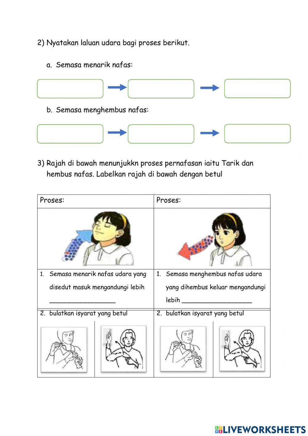 Proses pernafasan manusia