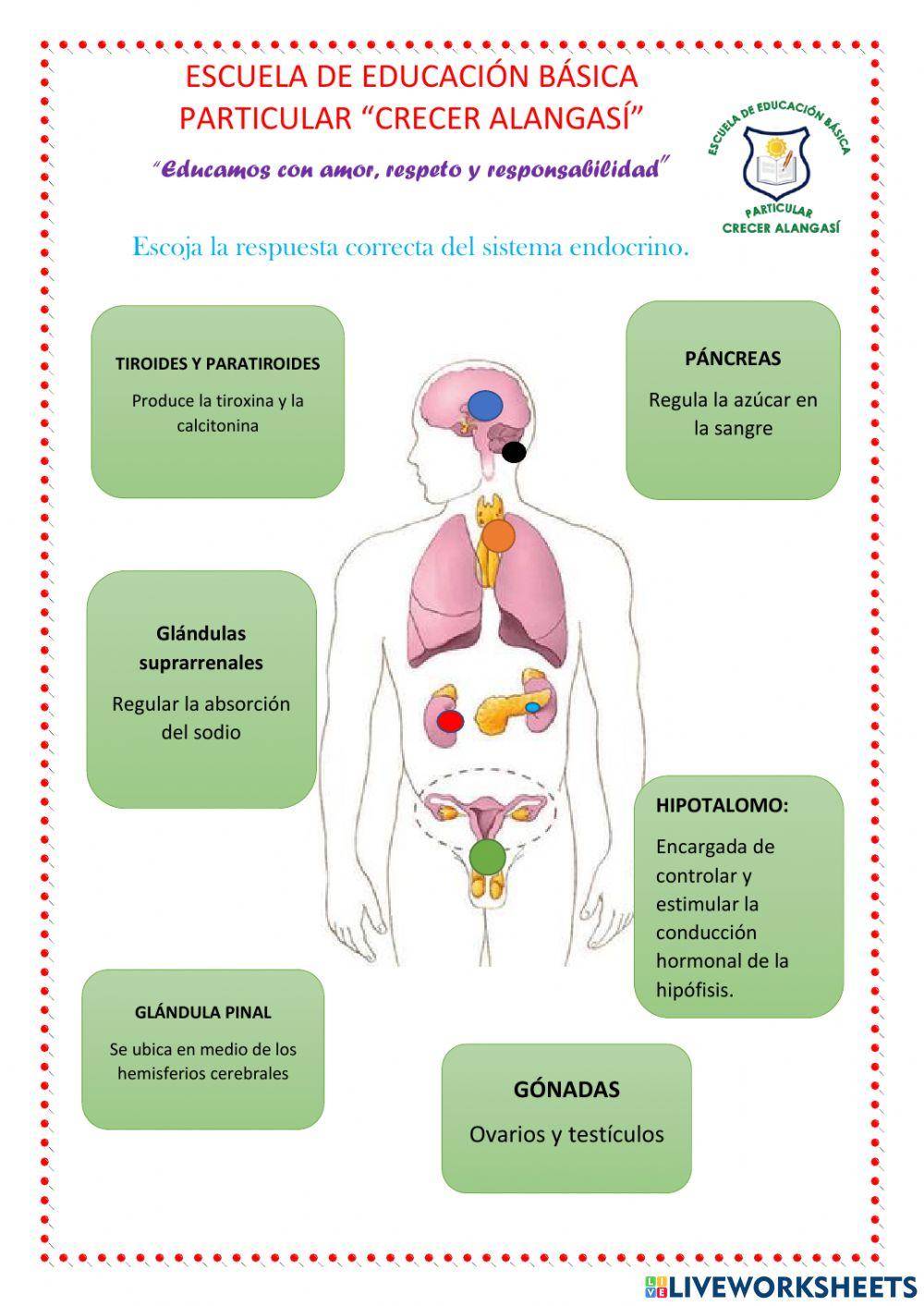Sistema endocrino