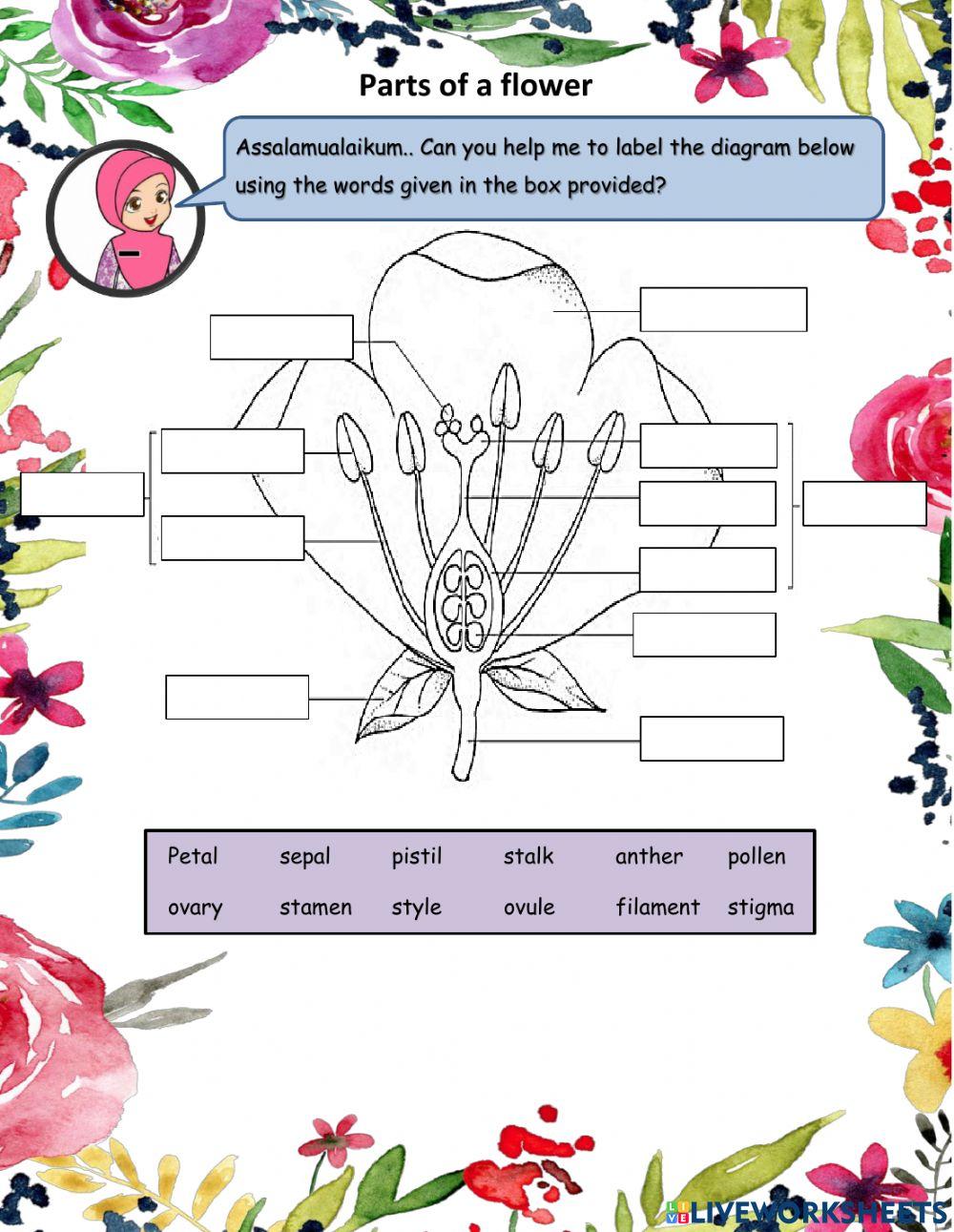 Function of flower parts