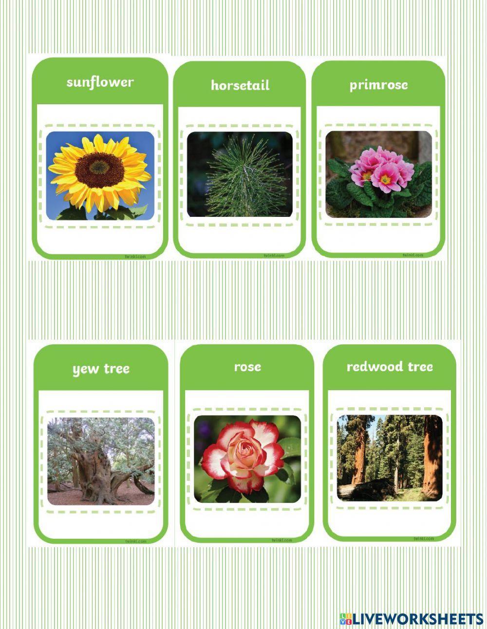Grouping Plants