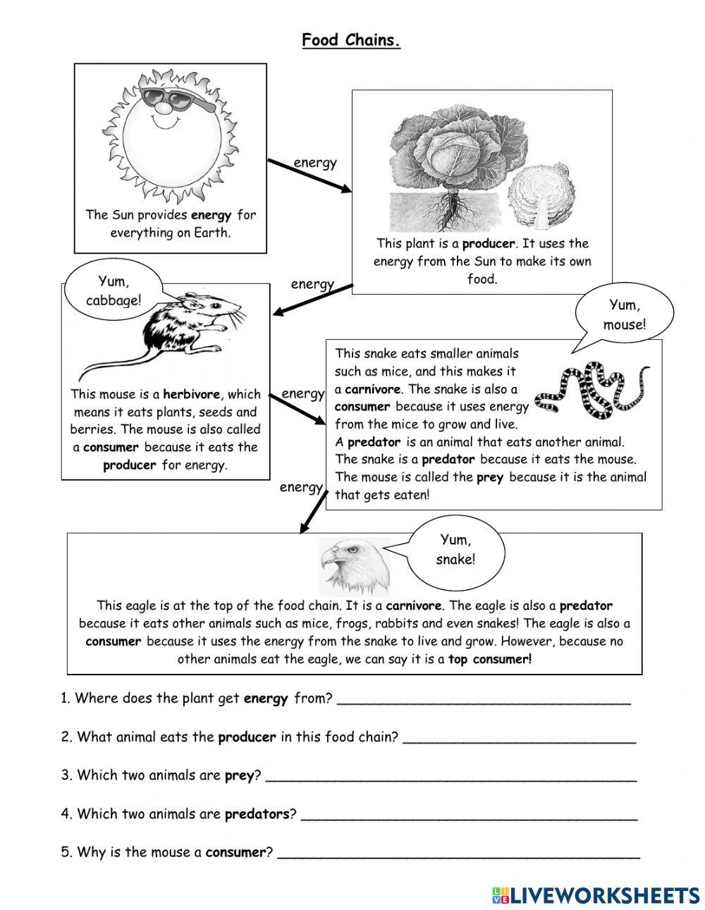 Food Chains online exercise for Biology Diagrams