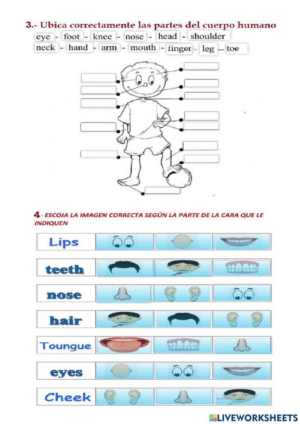 My body - demostratives