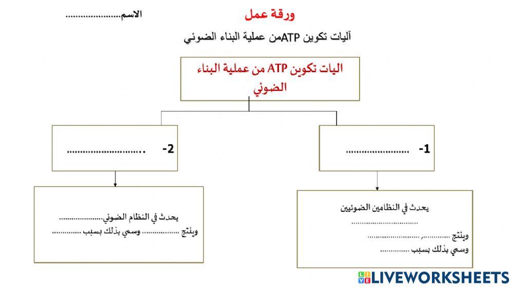 انواع التفاعلات الضوئية -الفسفرة الحلقية والفسفرة اللاحلقية