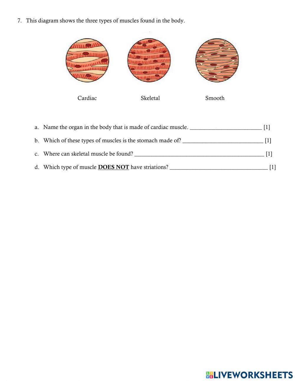 Muscular System Quiz