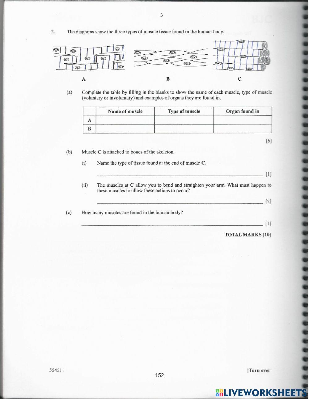 The Muscular System BJC Worksheet