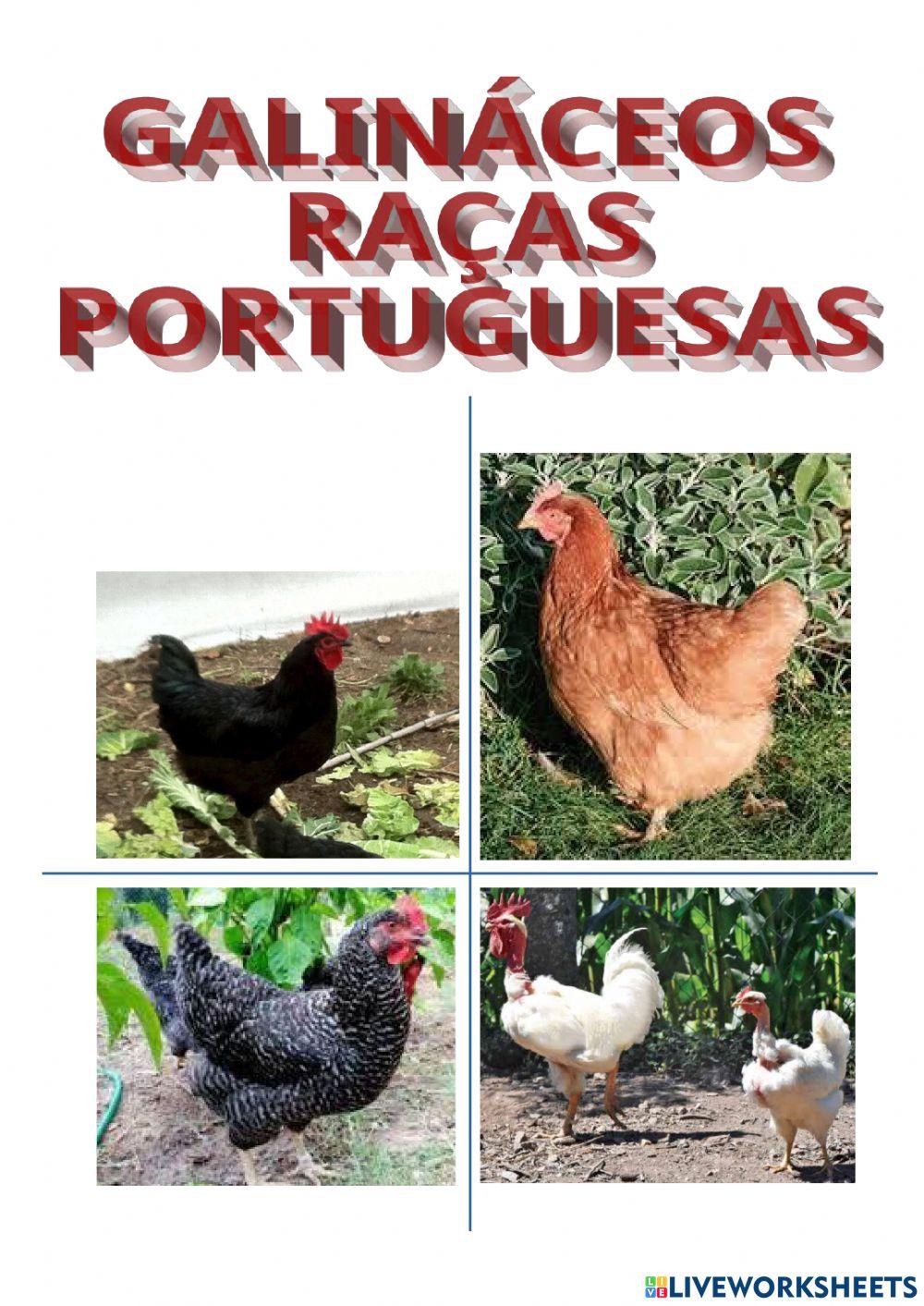 Raça de Galinhas Portuguesas