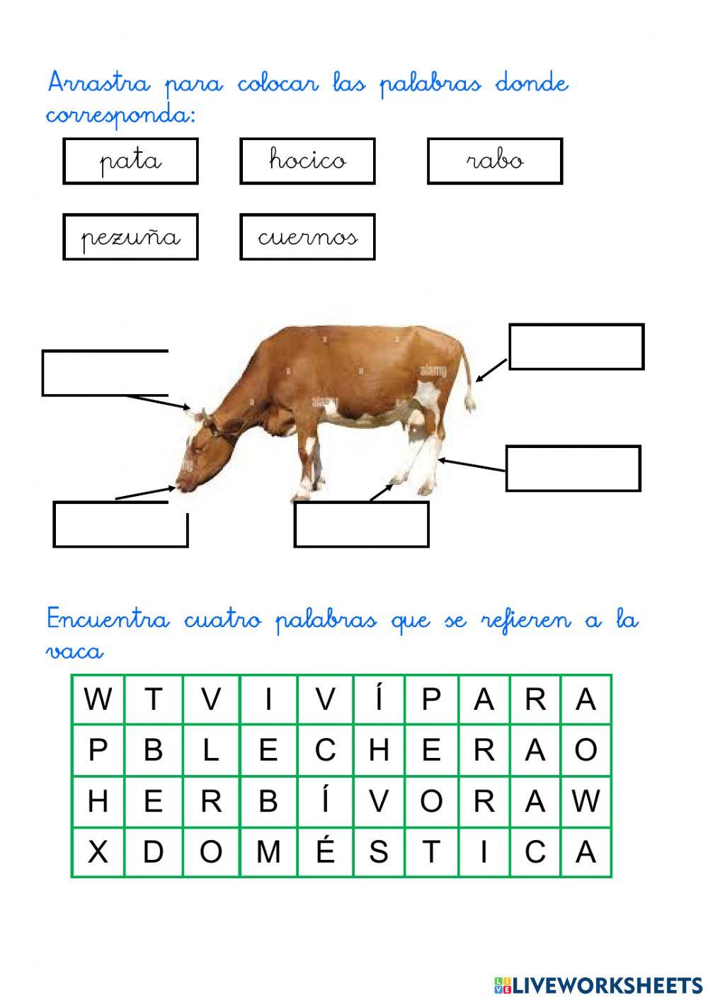 Descripción de un vivíparo. La vaca
