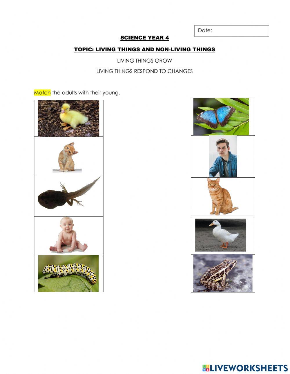 living-things-grow-interactive-worksheet-live-worksheets