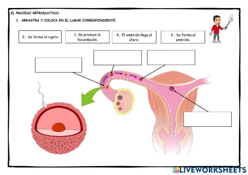 El proceso reproductivo