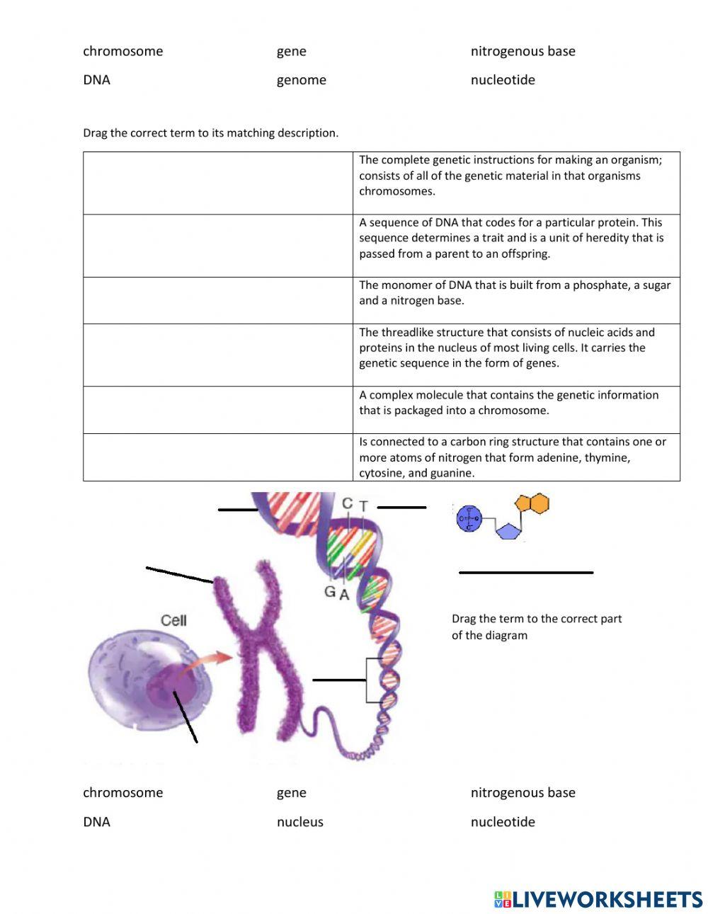 DNA basics