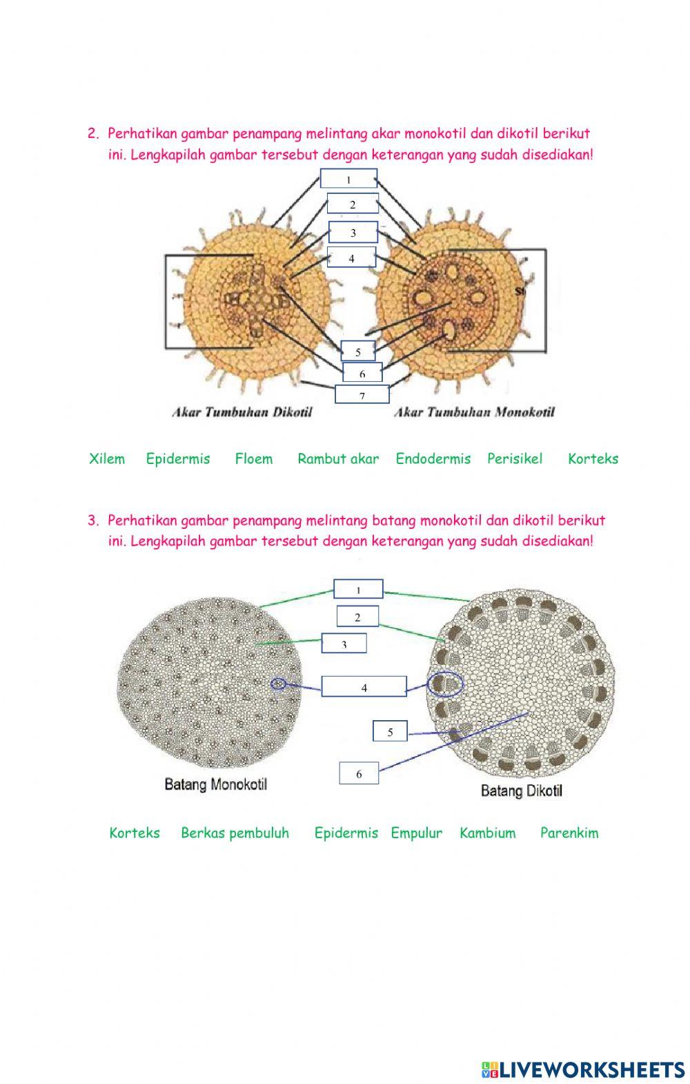 Tugas kelompok organisasi kehidupan
