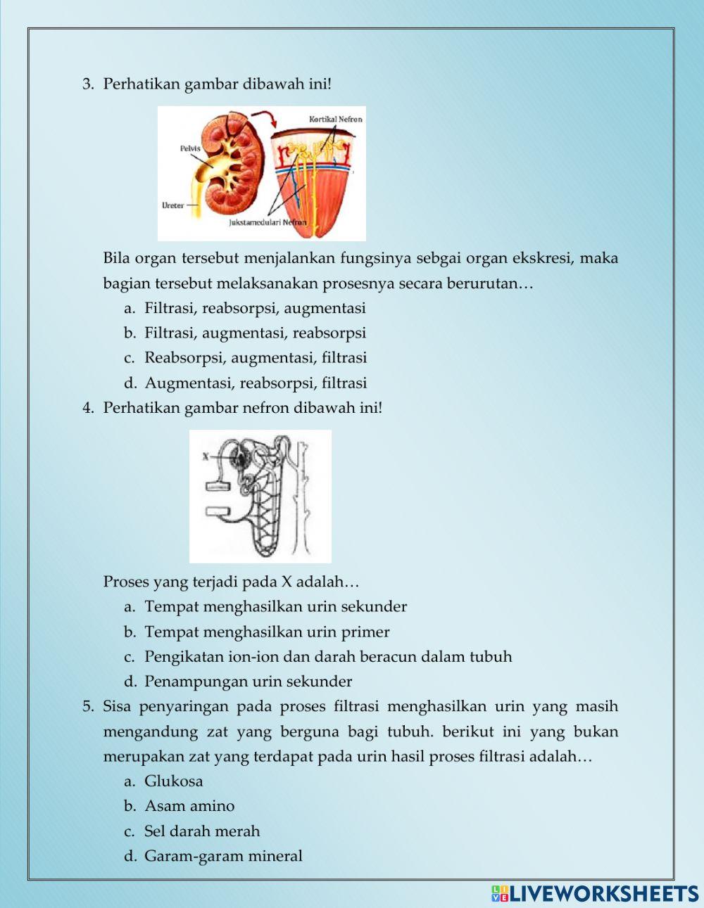 Soal Uji Pemahaman Sistem Ekskresi Manusia Kelas VIII