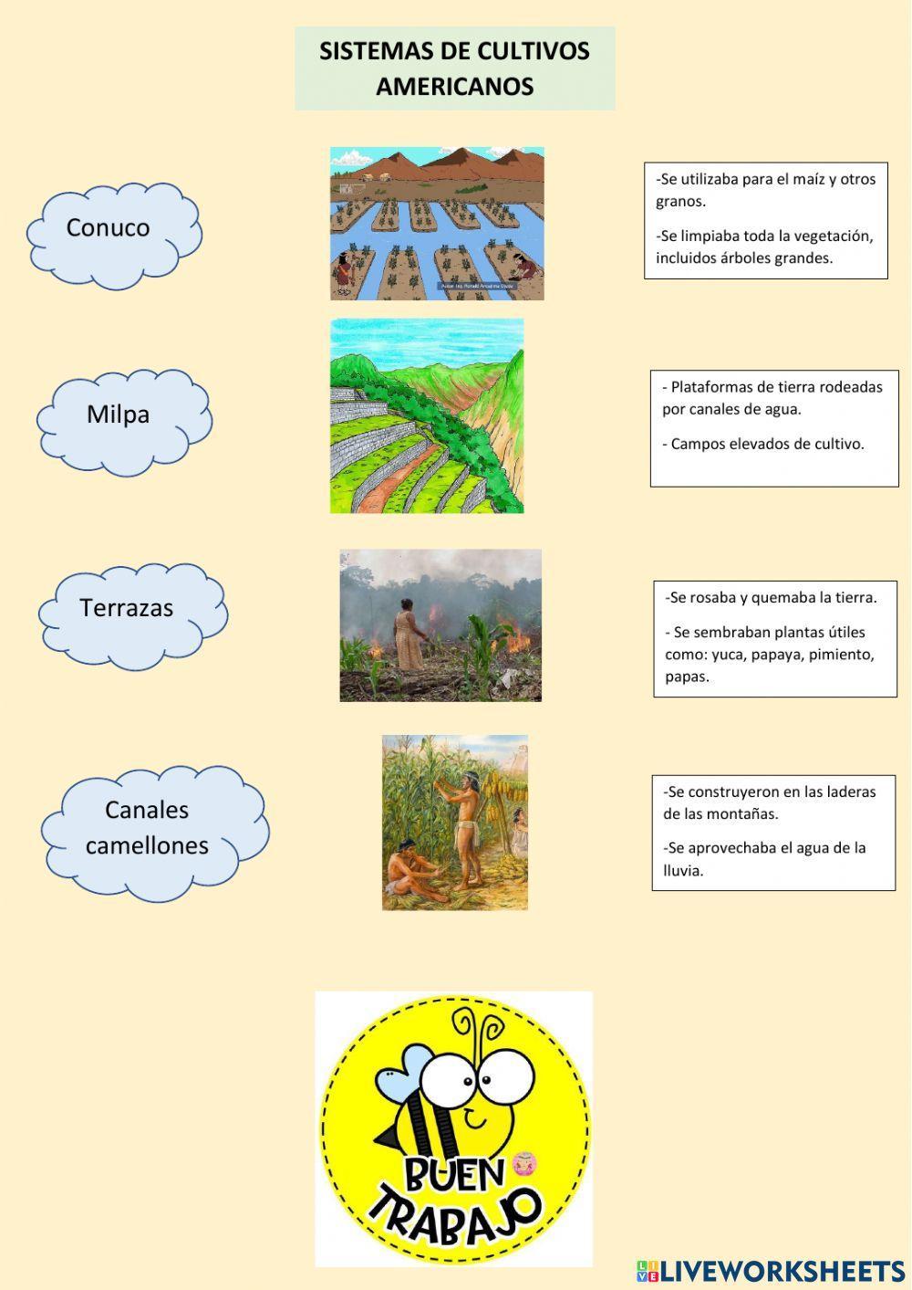 Sistemas de cultivo americanos