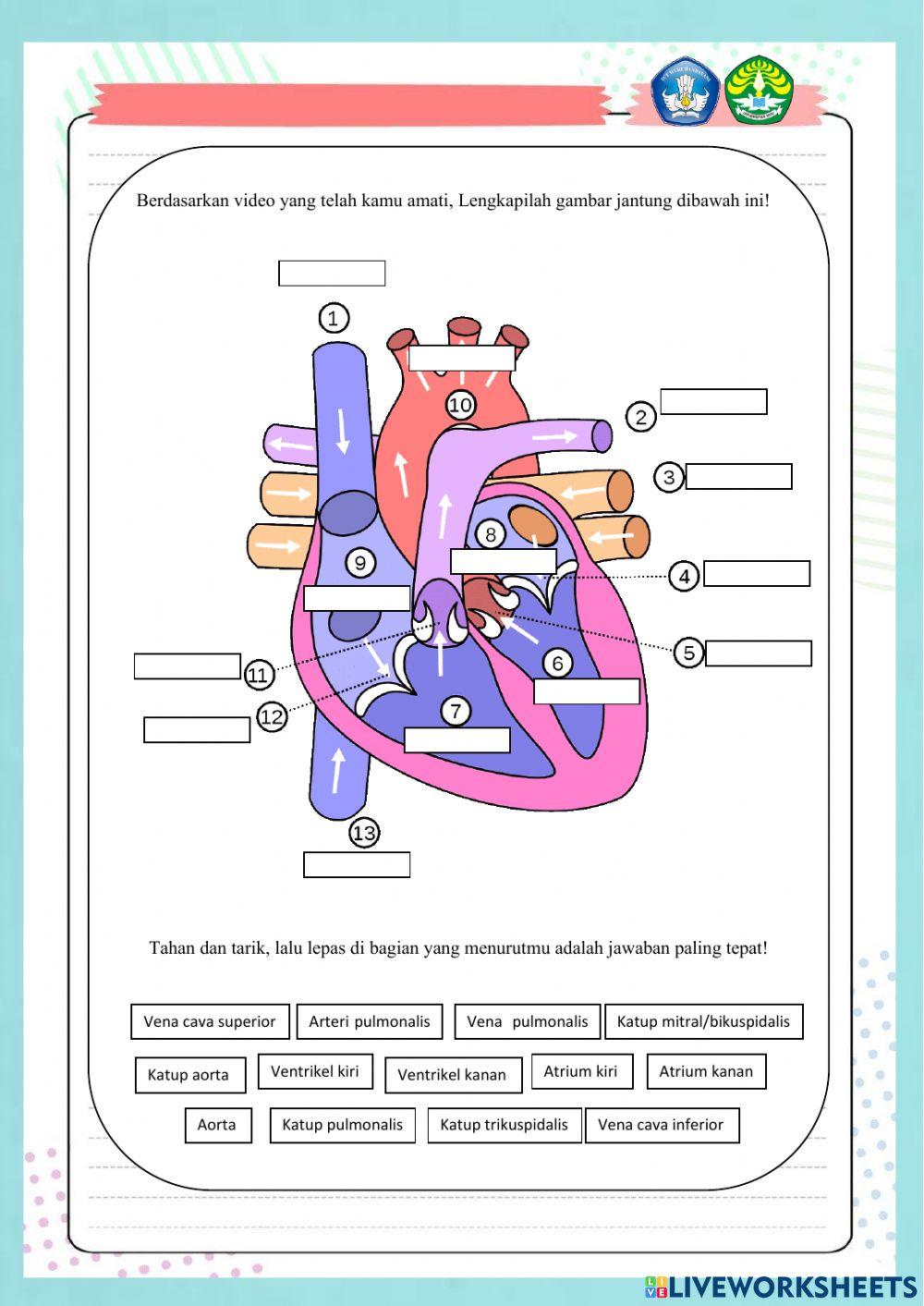 Sistem peredaran darah