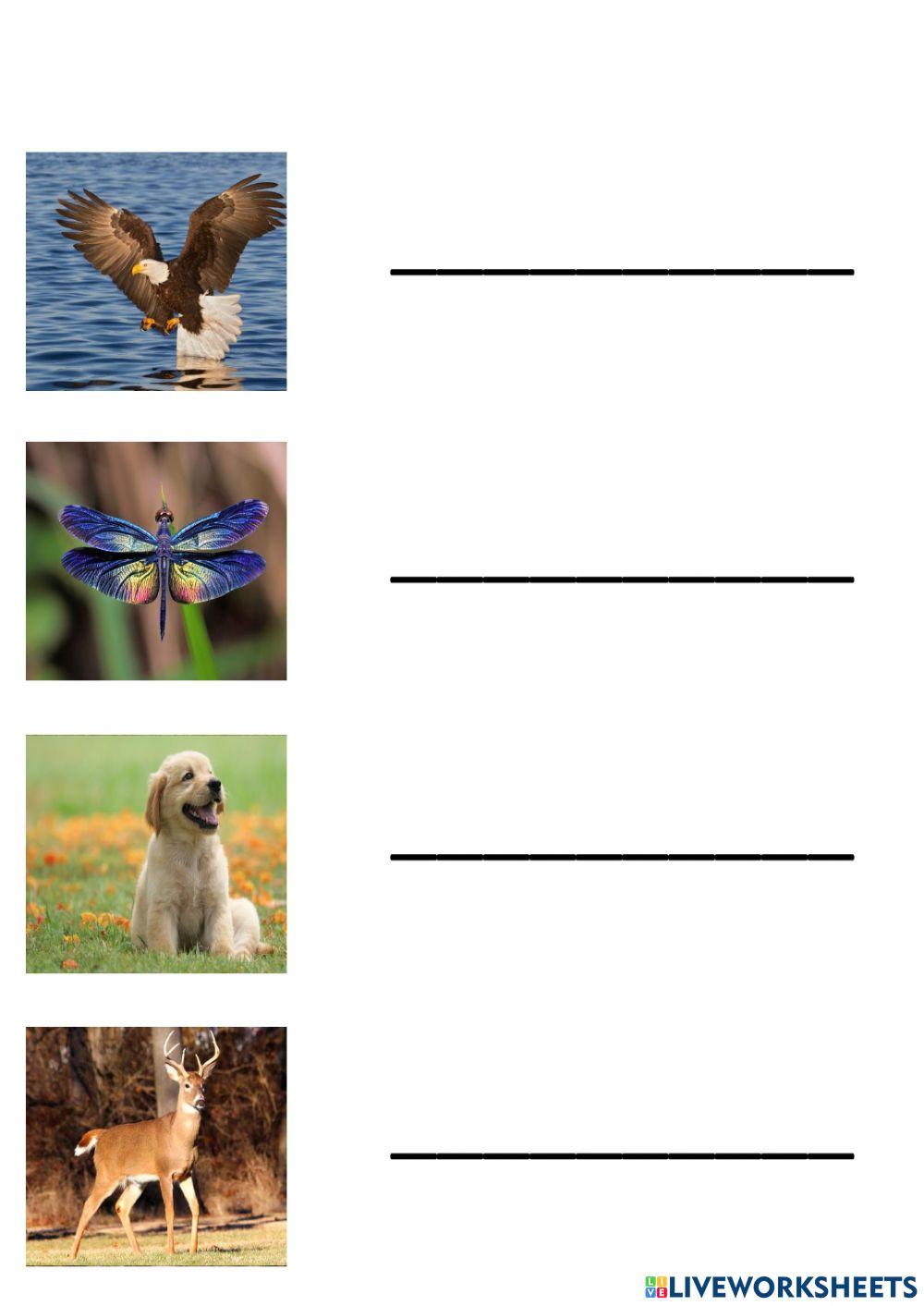 Write the animal words