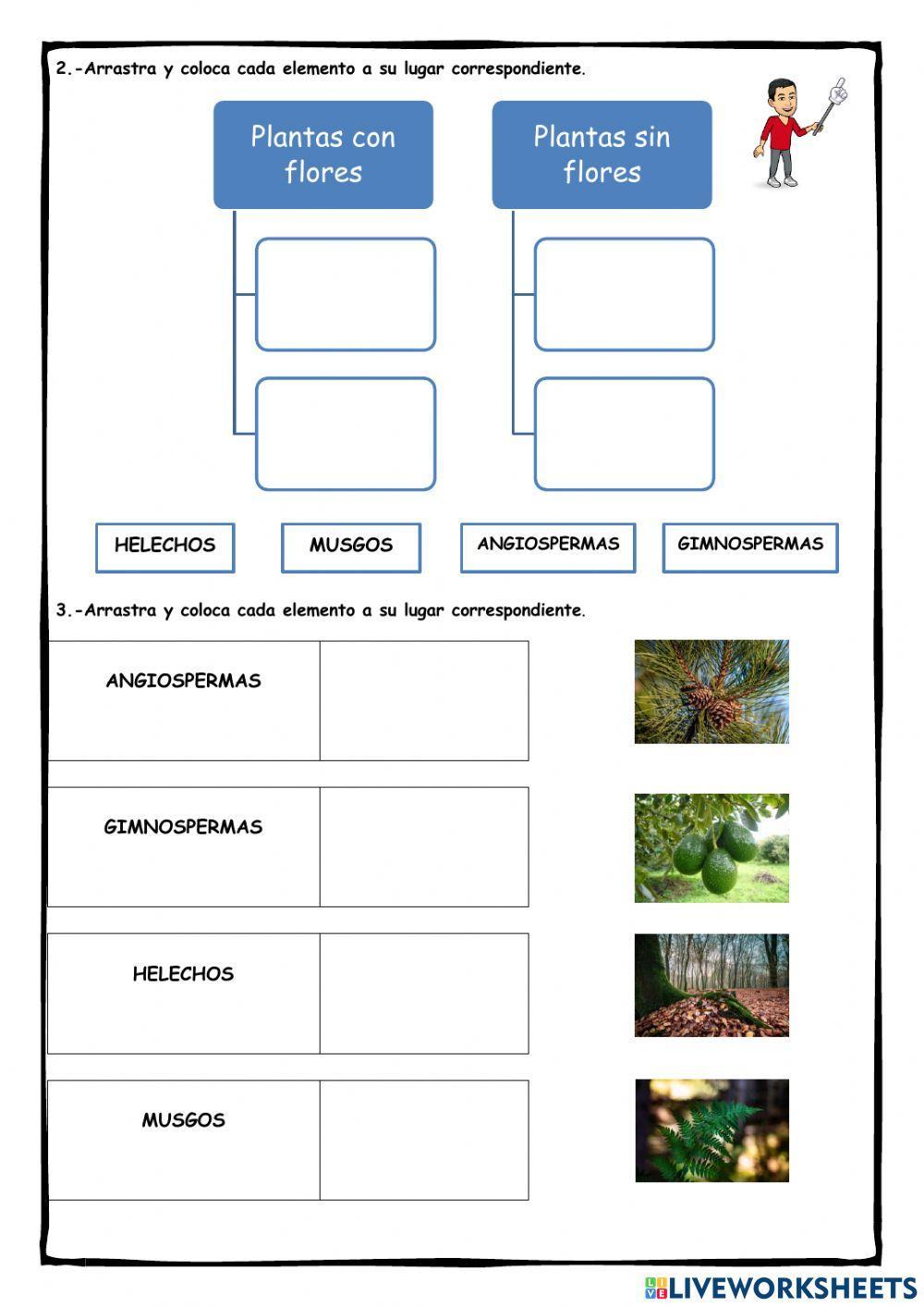 Clasificación de las plantas Clasificación de las plantas