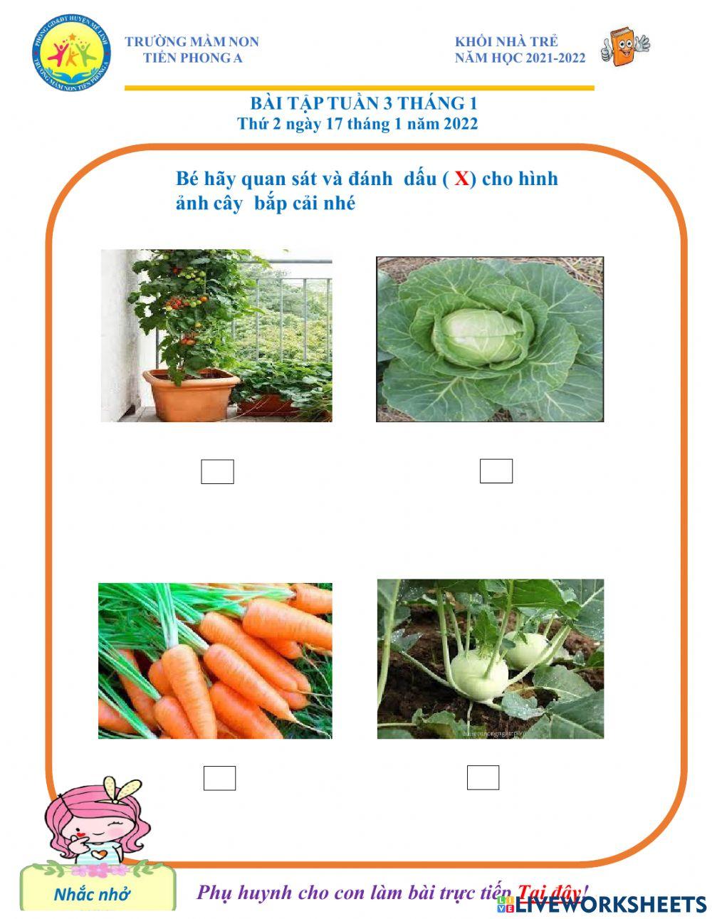 Bé hãy tích vào hình ảnh cây bắp cải