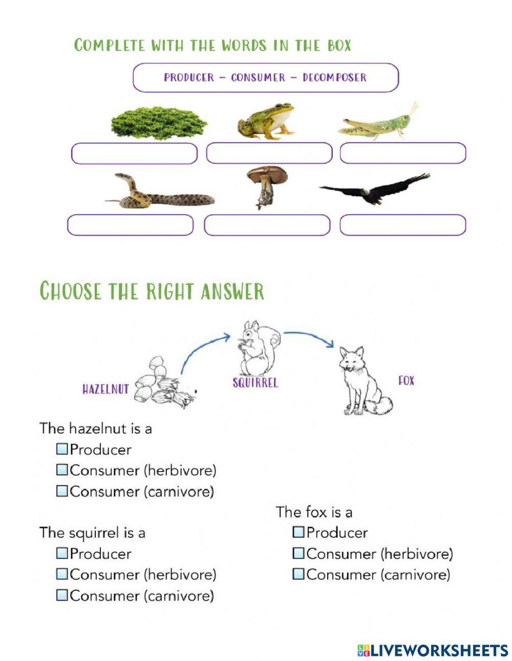 What Is A Food Chain 5th Grade What Is A Food Chain 5th Grade