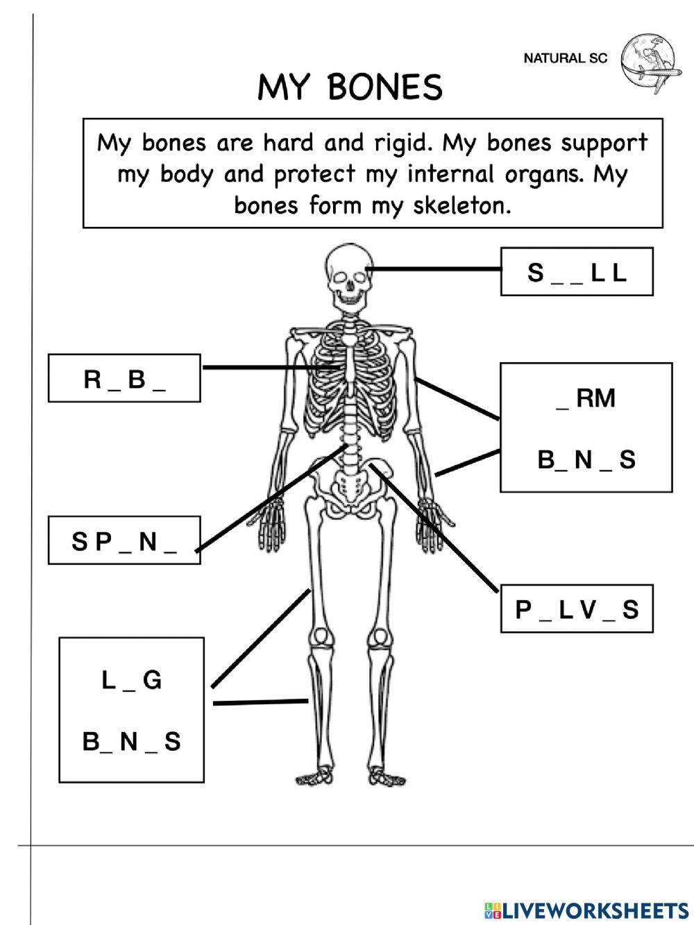 My bones