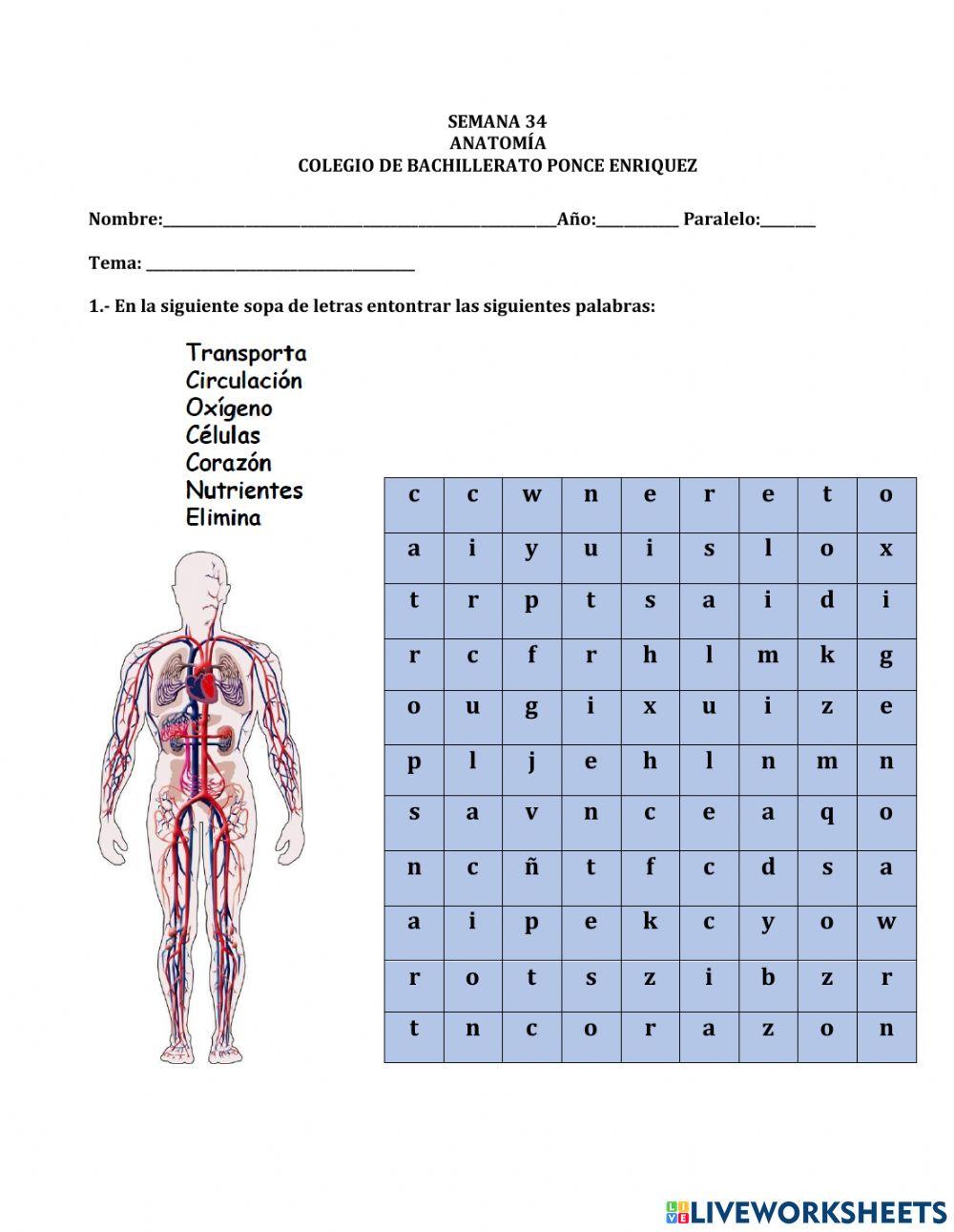 APARATO CIRCULATORIO