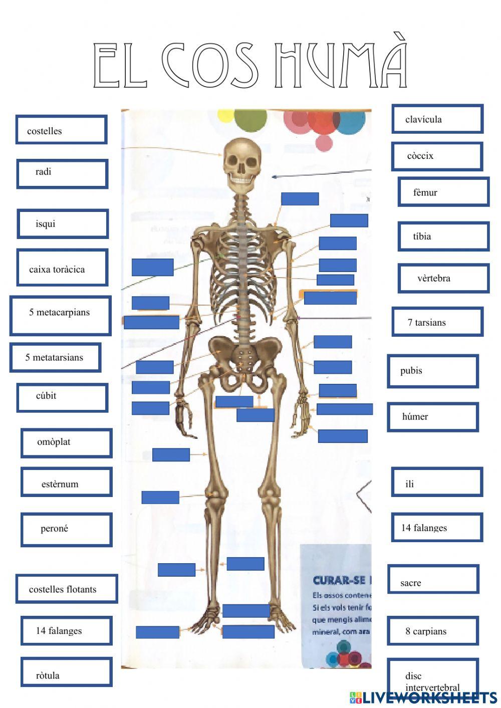 El cos humà-ossos