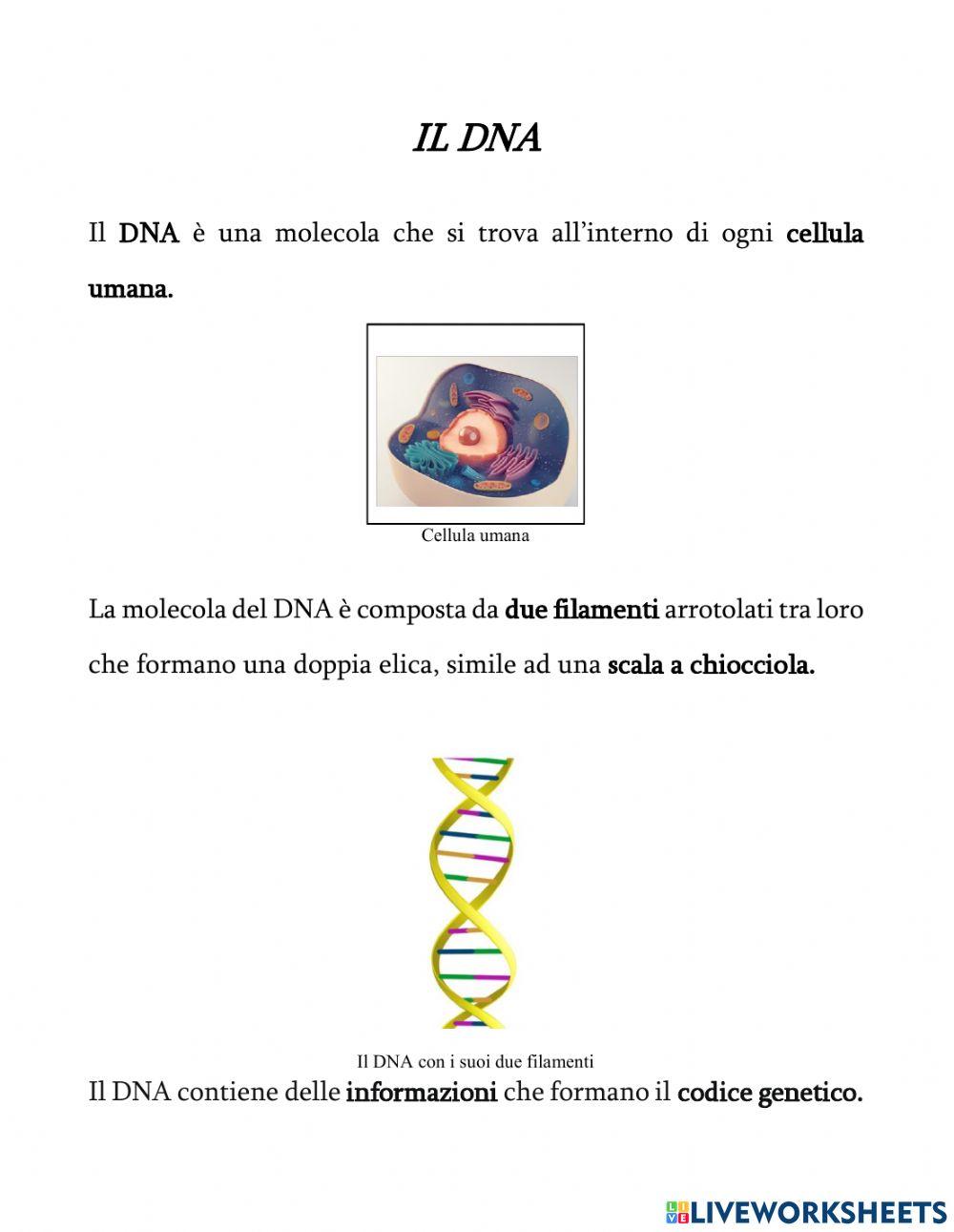 Il DNA