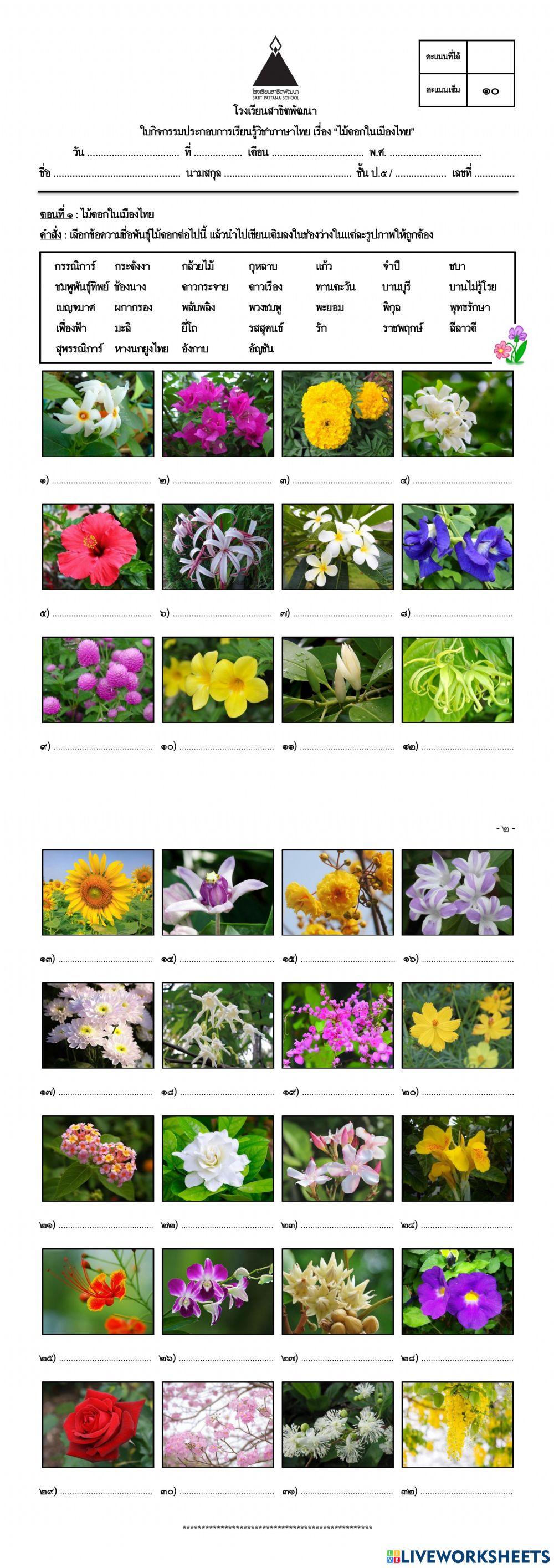 ไม้ดอกในเมืองไทย