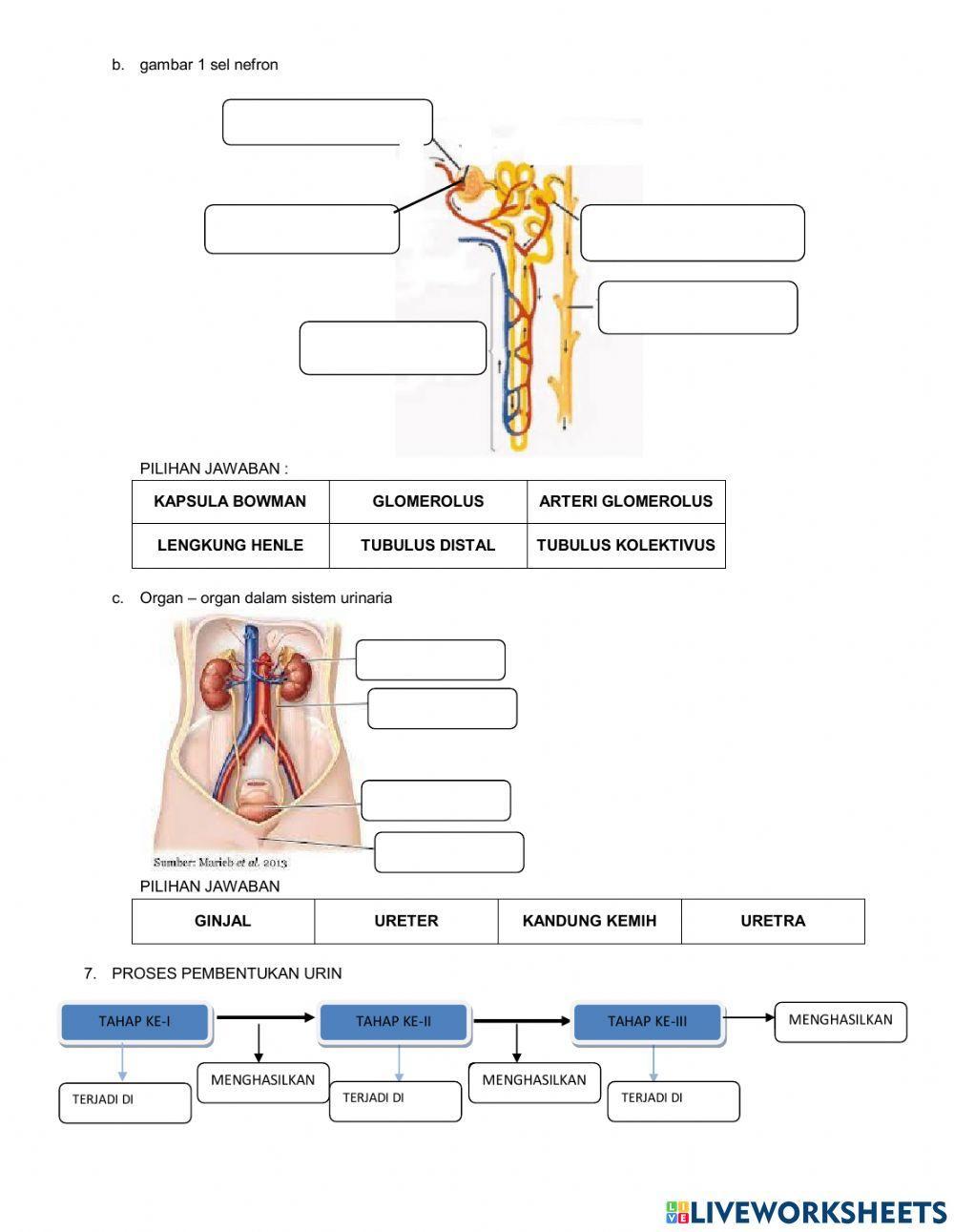 Ginjal sebagai Salah satu Alat Ekskresi