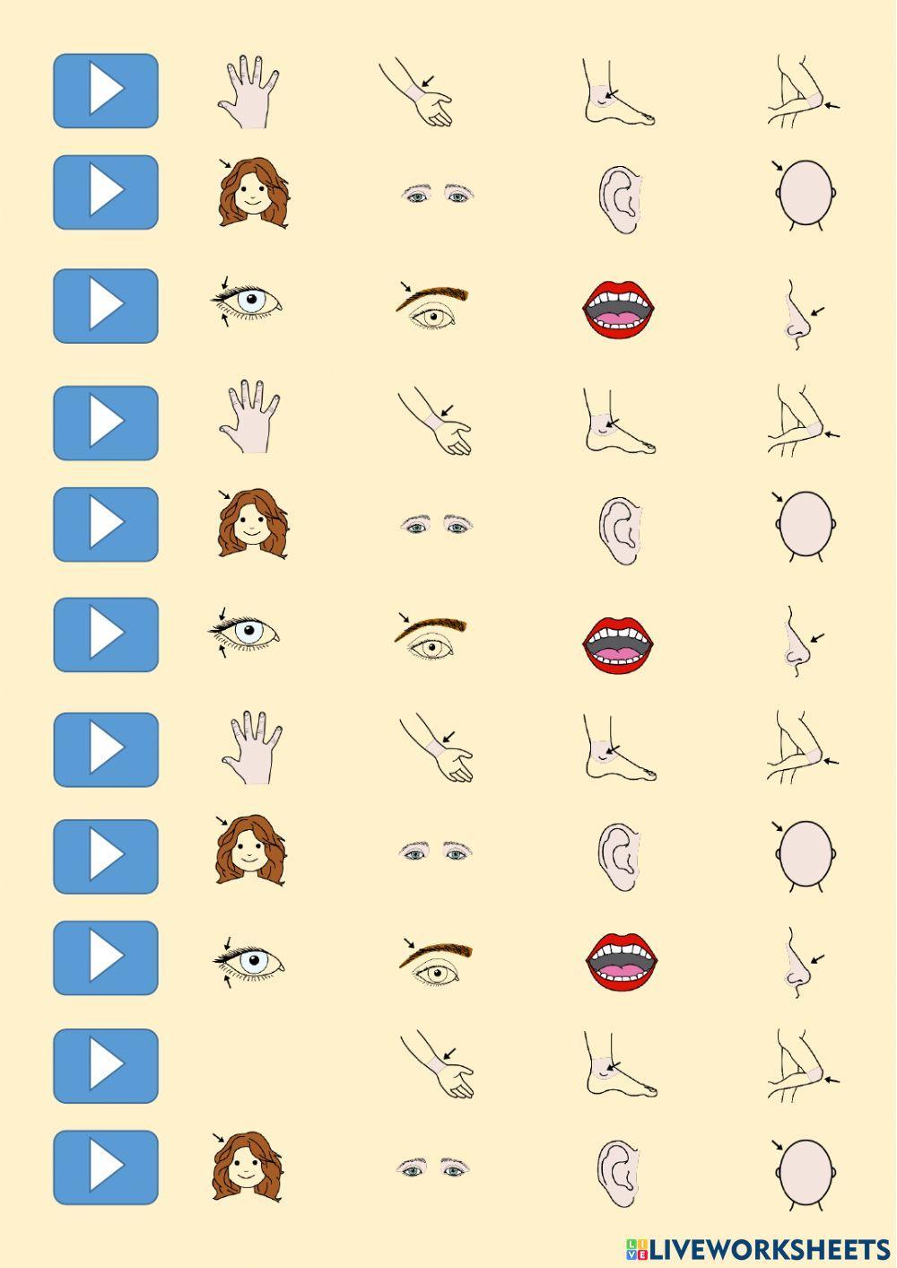 Comprensión auditiva - Partes del cuerpo