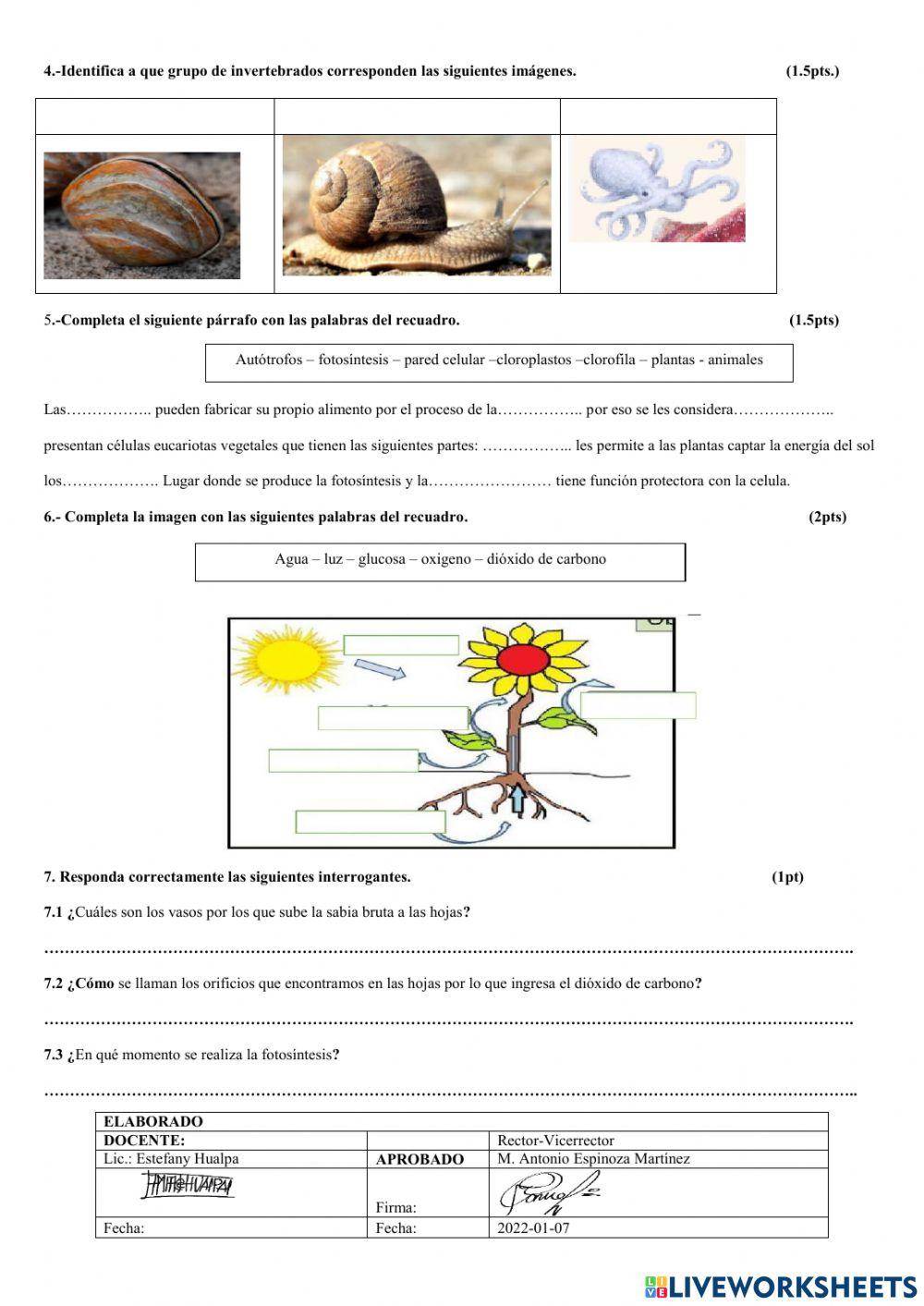 Evaluacion del segundo parcial ccnn 6to egb
