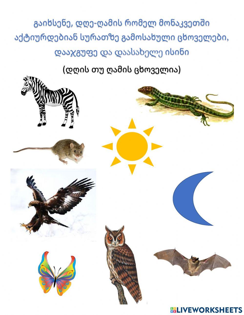 Დღე-ღამის ცხოველები