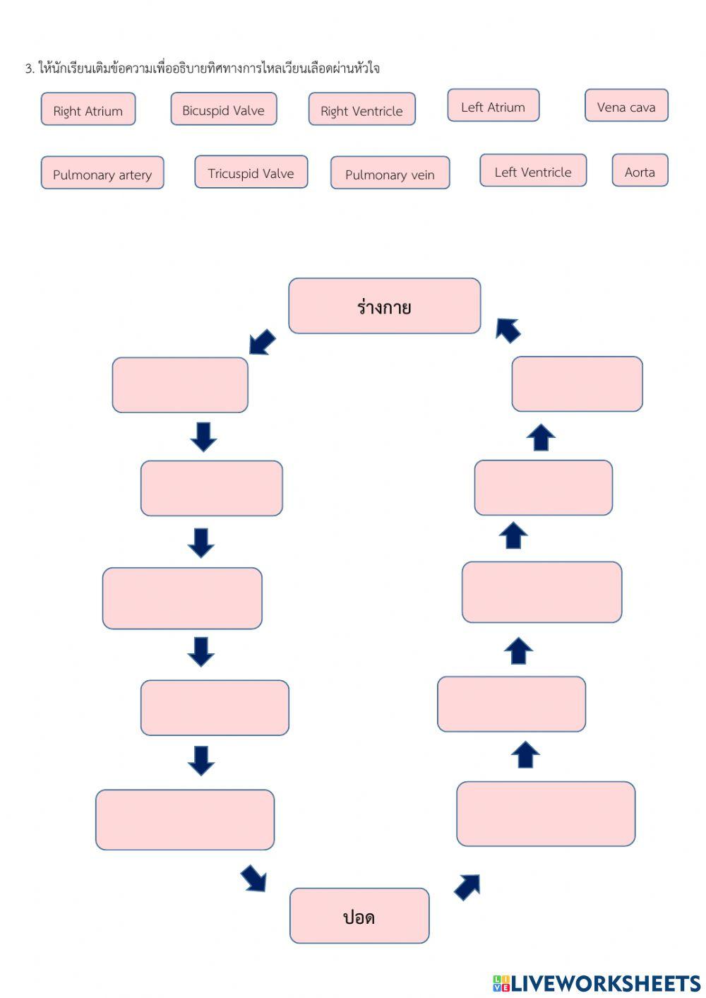 ระบบหมุนเวียนเลือดของมนุษย์
