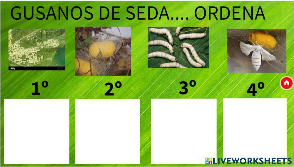 Ciclo gusano de seda