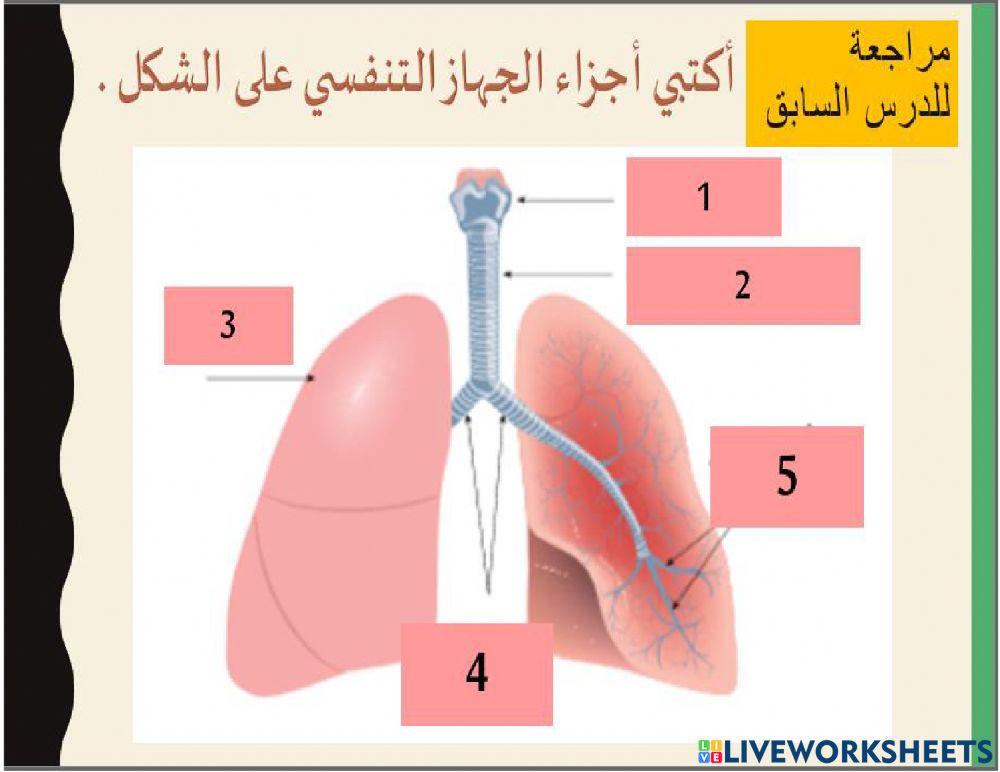 أجزاء الجهاز التنفسي