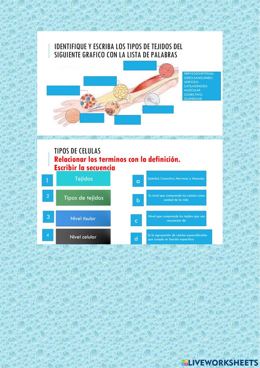 Organizacion de los seres vivos