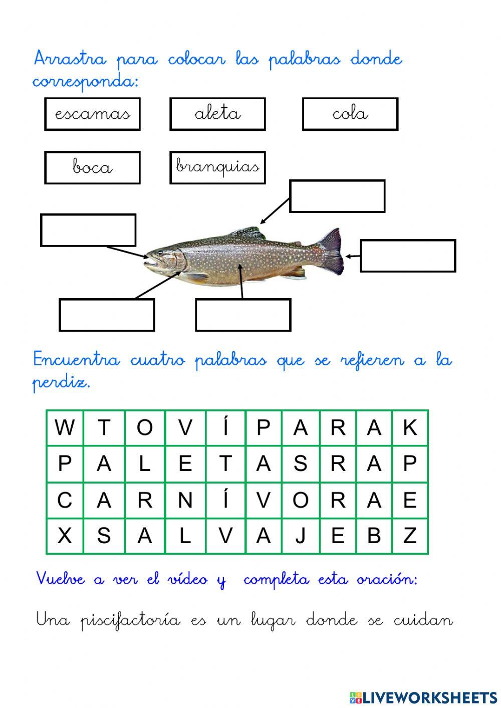 Descripción de un pez. La trucha