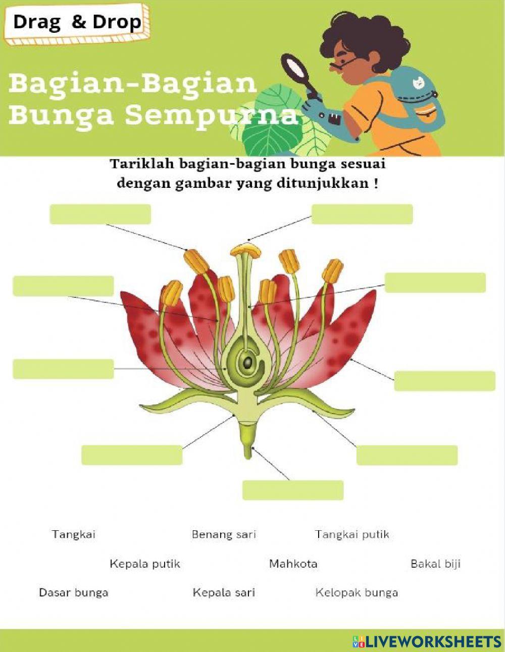 LKPD Perkembangbiakan Tumbuhan