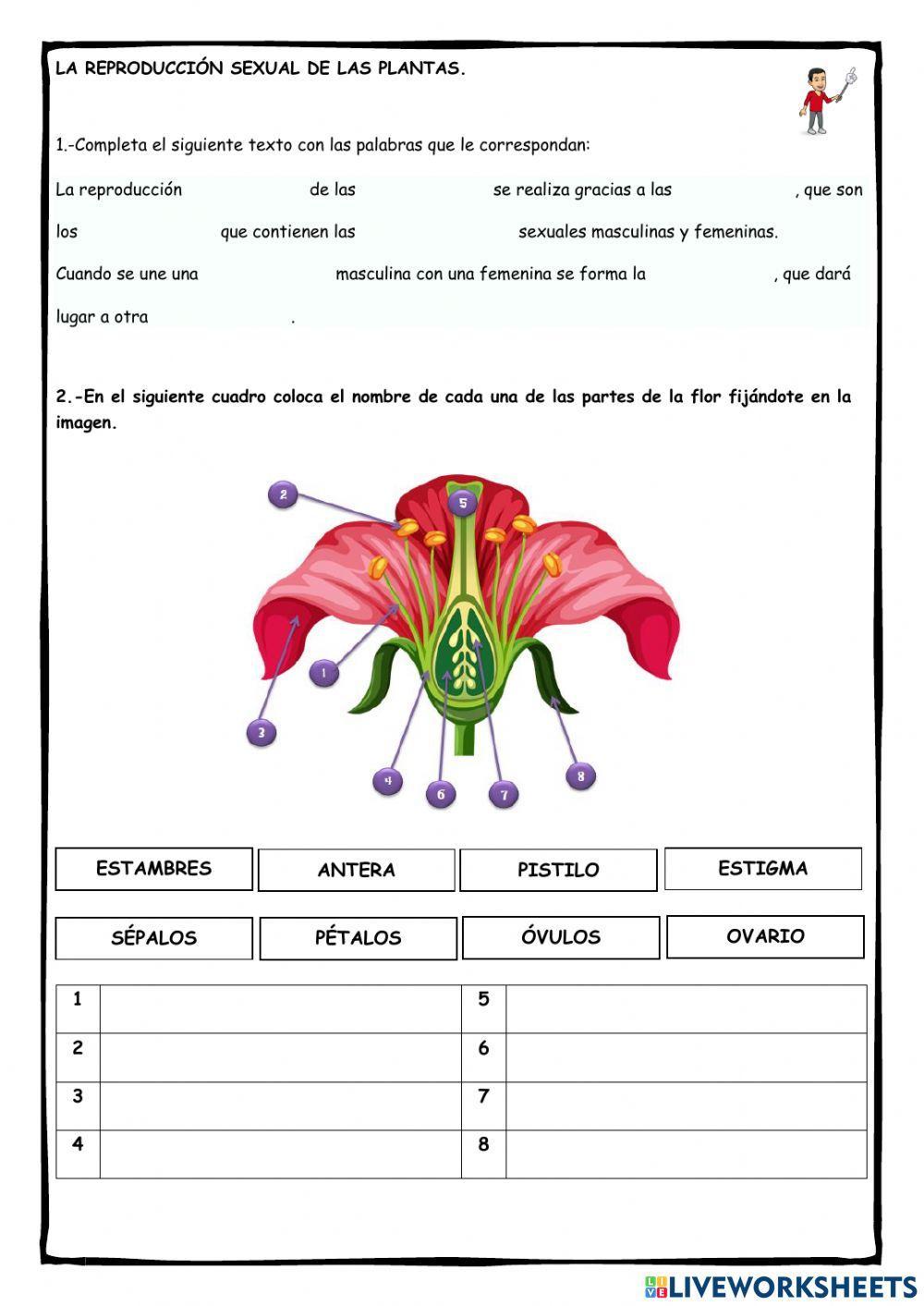 La reproducción sexual de las plantas